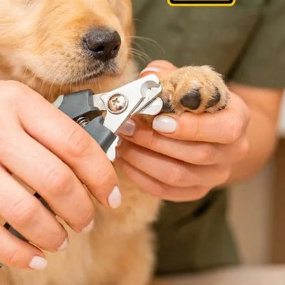 A puppy held still while metal clippers close around one nail.