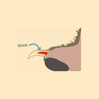 Diagram of a dog's nail in cross-section with the quick marked in red.