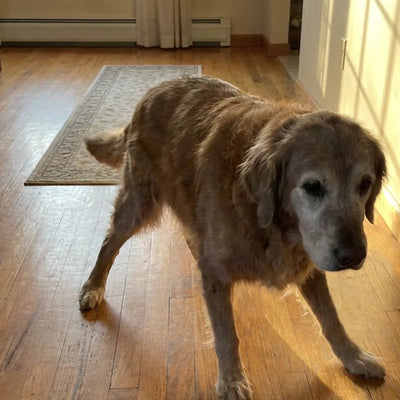 A grey-faced senior golden retriever standing carefully on a polished hardwood floor.