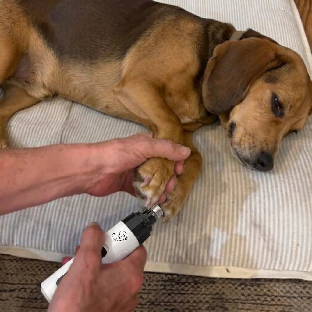 A hound lying on its bed, head down and completely relaxed, while its paw is held and a nail is ground down.